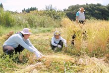 猛暑もなんの　稲刈り夢中　市原、市東地区で親子ら体験