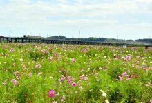 秋風に揺れるコスモス３００万本　香取・与田浦　２８日、ミスあやめ撮影会