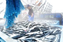 【動画あり】銚子でサンマ初水揚げ　"秋の味覚"に港活気　昨年の総量、早くも超過