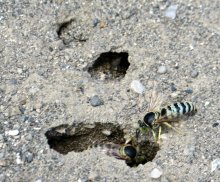 市原・青葉台に絶滅危惧種ハチ　公園の砂場で営巣、子育て　住民と市が見守り　ニッポンハナダカバチ