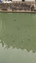 【動画あり】県庁前の都川にエイの群れか　千葉市　汽水域、年に数回海から遡上