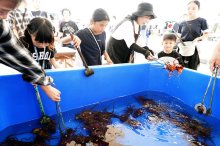 伊勢エビの祭典盛況　御宿特産の味、観光客堪能　販売、つかみ取り、汁物配布…