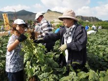 旬の枝豆味わって　君津「小糸在来」収穫祭めじろ押し