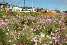 コスモス彩る小湊鉄道沿線　市原・西広　松井さん植栽、住民ら魅了