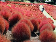 ８０００株斜面彩る　コキア紅葉ピーク　富津・マザー牧場