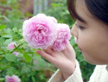 芳醇バラ１０００品種、心引かれ　八千代・京成バラ園　１１月下旬まで見頃　アリスの世界演出も