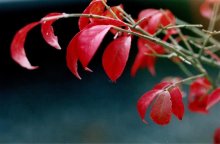 ニシキギ　名の通り美しい紅葉　川名興　【房総の草木虫魚】（４５５）