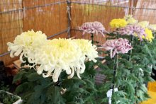 丹精込めた菊花１２４点　８日まで恒例展示会　山武