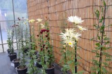 古典菊５００鉢が競演　中旬～下旬見頃　佐倉・歴博くらしの植物苑