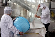 新酒仕込み心込め　山武・守屋酒造　千葉県産米にこだわり　作業ピーク、１２月出荷へ