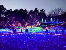 「森のイルミ」２０年で幕　市原市内最大級、クオードの森　冬の人気イベント　スタッフ高齢化、惜しむ声も