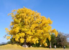 【動画あり】初冬の里山鮮やかに　千葉県内最大級イチョウ色づく　市原