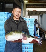 トラフグ今季初水揚げ　２１８キロ、高級魚シーズン到来　いすみ・大原漁港