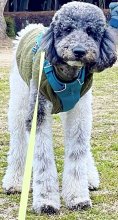 人間模様ならぬ犬模様　個性それぞれ際立つ　堀田素愛　【わんこのわ】（５３）