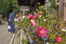 甘い香り苑内包む　サザンカ１４０種展示、色鮮やか　佐倉・歴博