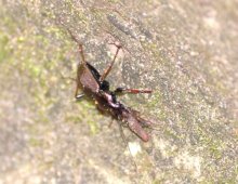 アワカズサオサムシ　房総の地史の生き証人　成田篤彦　【房総の草木虫魚】（４５８）