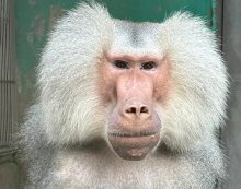 マントヒヒ２匹、３１年ぶり仲間に　千葉市動物公園