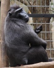 さよなら「ジョニー」　１７歳クロザル天国へ　千葉市動物公園