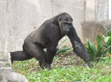 はじめまして、「モモカ」です。　新たなニシゴリラ展示始まる　上野から千葉市動物公園に