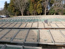 うまみ増す「天日干し」　原風景に手作業の妙　消費拡大へ官民模索　【落花生今昔物語　千葉で芽吹き１５０年】