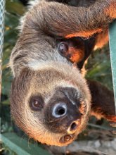 ナマケモノ赤ちゃん誕生　千葉市動物公園
