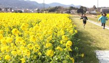 一足早い春の訪れ　菜の花４００万本、夜間ライトアップも　鴨川「菜な畑ロード」
