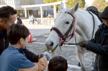 お馬さんと触れ合い交流　「和」の祭り盛況　市原