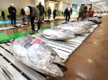 初物マグロずらり　新春の銚子漁港に活気