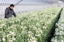 「ストック」出荷ピーク　甘い香り、春まで２００万本　館山