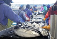 【写真多数】カツオ今年初水揚げ　勝浦漁港、早朝から活気