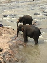 教授からのいざない　スリランカの旅（１）　【鳥光宏の旅と文学】（３９） 