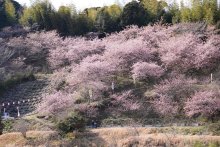 山肌に春の彩り　いすみ「布施千本桜まつり」