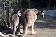 「ウニ」天国へ　サツマイモ好きのオオカンガルー　千葉市動物公園