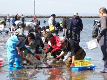ザクザク大粒アサリ　富津、潮干狩り場オープン