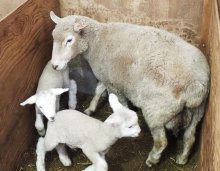 赤ちゃんヒツジ次々誕生！　２５匹、双子は８組　富津・マザー牧場、限定イベントも
