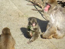 パンチ「ぬいぐるみ離れ」　人気爆発から１カ月　パンダ不在の喪失感埋める？　市川市動植物園