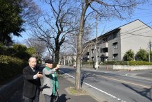 歩行者天国でお花見　４月４、５日「みつわ台桜祭り」　地域住民、にぎわい創出へ　 演奏やよさこい、フリマも　千葉市若葉区