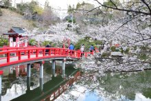 桜満開の場所も　茂原公園に春到来