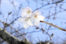 館山で桜開花　５輪以上咲き「宣言」　房総の春本番へ