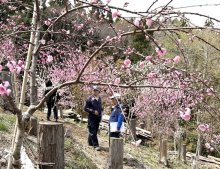 里山の自然満喫して　花桃、山桜…散策コース開場　木更津市　ブルーベリー園