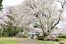 桜の名所、春らんまん　千葉市若葉区・泉自然公園で見頃　