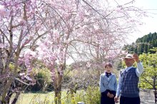 シダレザクラで癒やし　八重桜、ツツジで月末へ“花のリレー”　大多喜・斎藤さん　春恒例の庭公開
