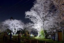 闇に浮かぶ夜桜２００本　市原・光風台でライトアップ