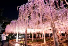 揺れる紫の花すだれ　幽玄なライトアップも　銚子・妙福寺の藤棚
