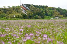 田んぼ彩るレンゲソウ　大多喜２９日に祭り