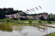 池の上すいすい　橘ふれあい公園　こいのぼり１００匹　香取