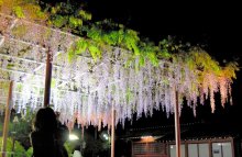 樹齢１００年「木屋の藤」境内彩る　市原・大宮神社