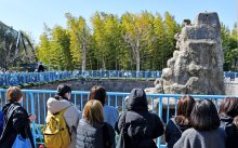 【速報】「パンチ」のサル山侵入、米国籍の男２人逮捕　威力業務妨害疑い　着ぐるみ姿で撮影か　市川市動植物園