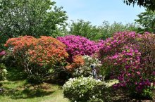 ツツジと名産満喫　東庄・雲井岬公園　イベントにぎわう