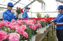 カーネーション「母の日」前に販売へ　１０品種７０鉢、丹精込めて鮮やかに　いすみ・大原高生